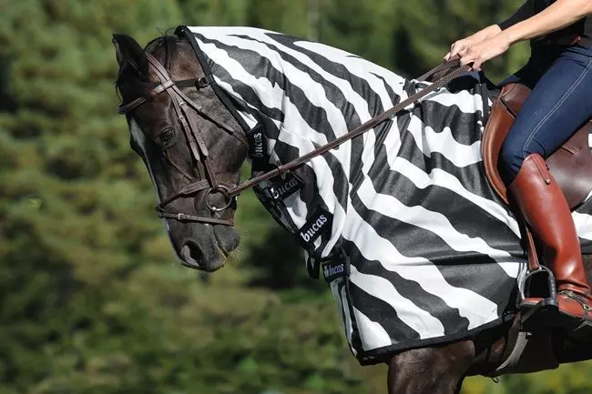 Bucas Buzz Off Riding Zebra Rug