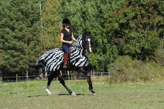 Bucas Buzz Off Riding Zebra Rug