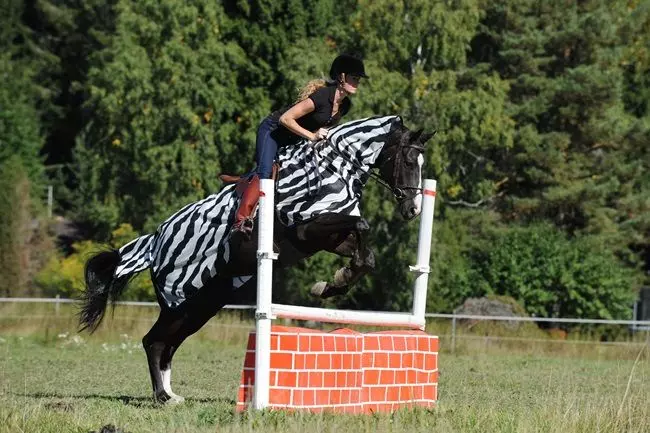 Bucas Buzz Off Riding Zebra Rug